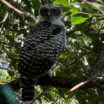 Powerful Owl